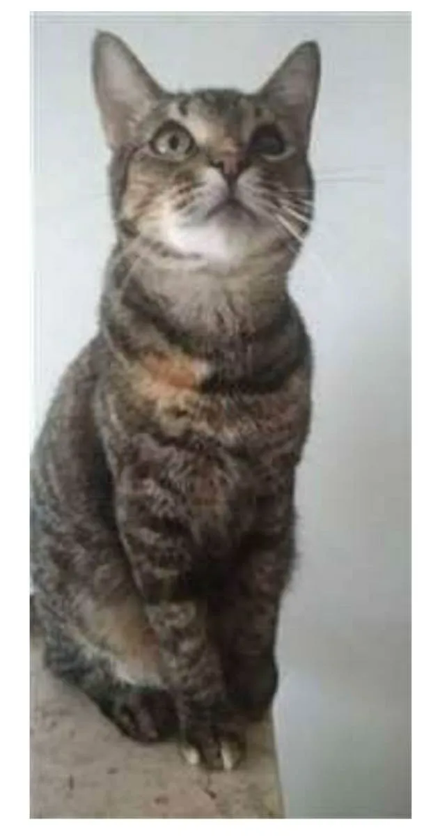Gato ra a srd tigradinha idade 3 anos nome LISSY