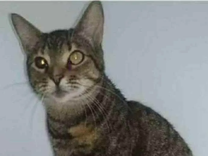Gato ra a srd tigradinha idade 3 anos nome LISSY