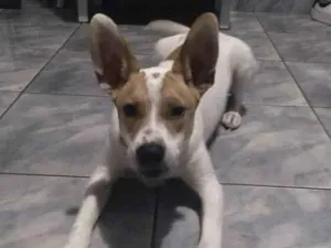 Cachorro raça Indefinido  idade 1 ano nome Dukc