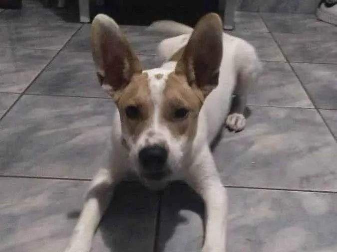 Cachorro ra a Indefinido  idade 1 ano nome Dukc