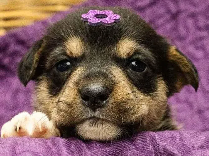 Cachorro ra a SRD idade Abaixo de 2 meses nome Marina