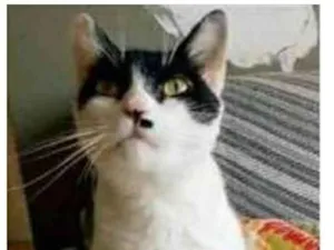 Gato raça srd bicolor idade 2 anos nome ATHENA