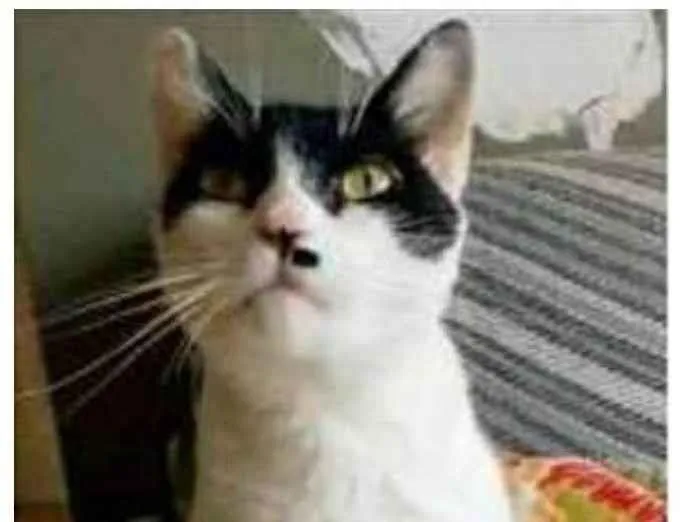 Gato ra a srd bicolor idade 2 anos nome ATHENA