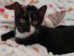 Gato raça SRD idade 2 a 6 meses nome Dalila