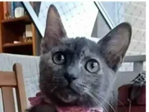 Gato raça srd  idade 2 a 6 meses nome MARIA