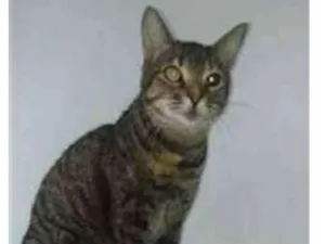 Gato raça srd tigradinha idade 3 anos nome LISSY