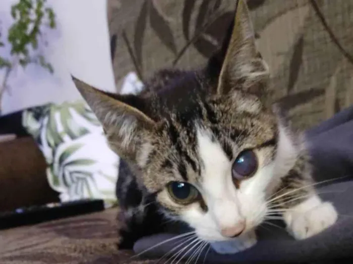 Gato ra a Não sei dizer  idade 2 a 6 meses nome Jhony 