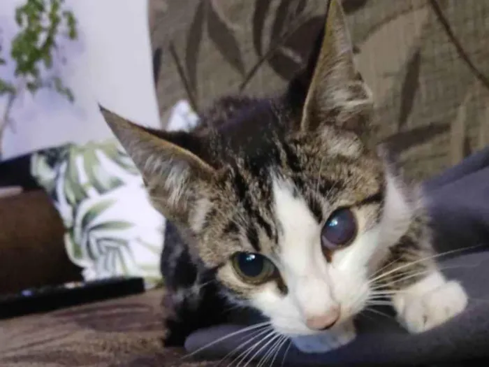 Gato ra a Não sei dizer idade 2 a 6 meses nome Jhony