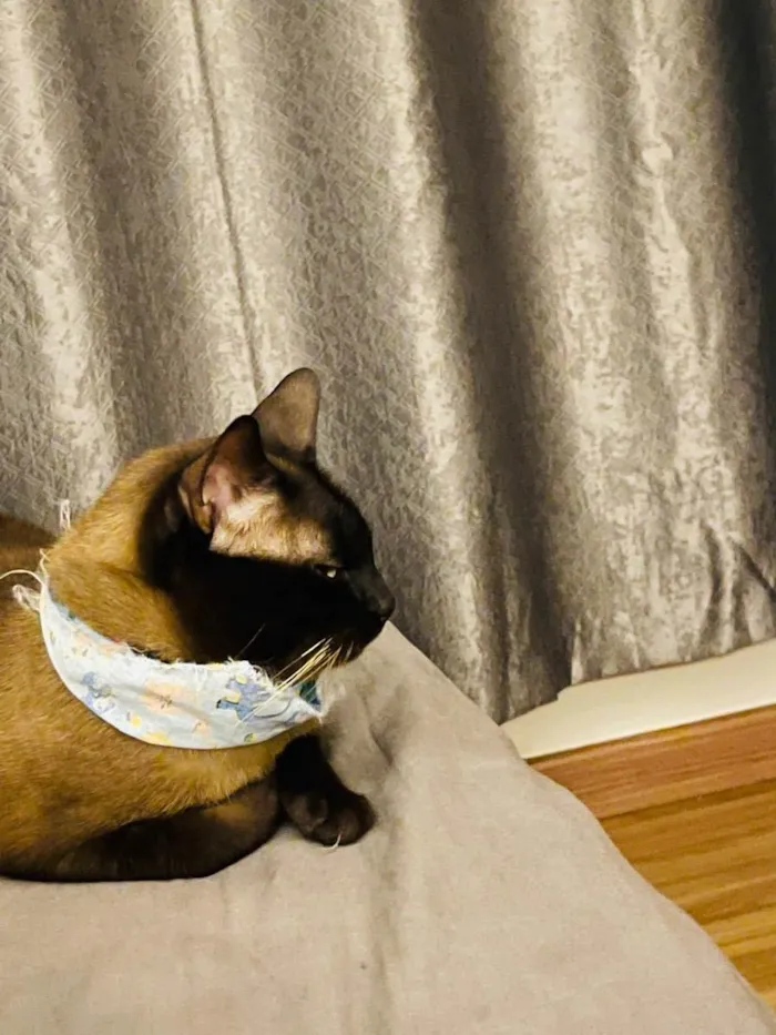Gato ra a Siamês  idade 2 anos nome Duque 
