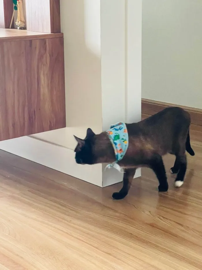 Gato ra a Siamês  idade 2 anos nome Duque 