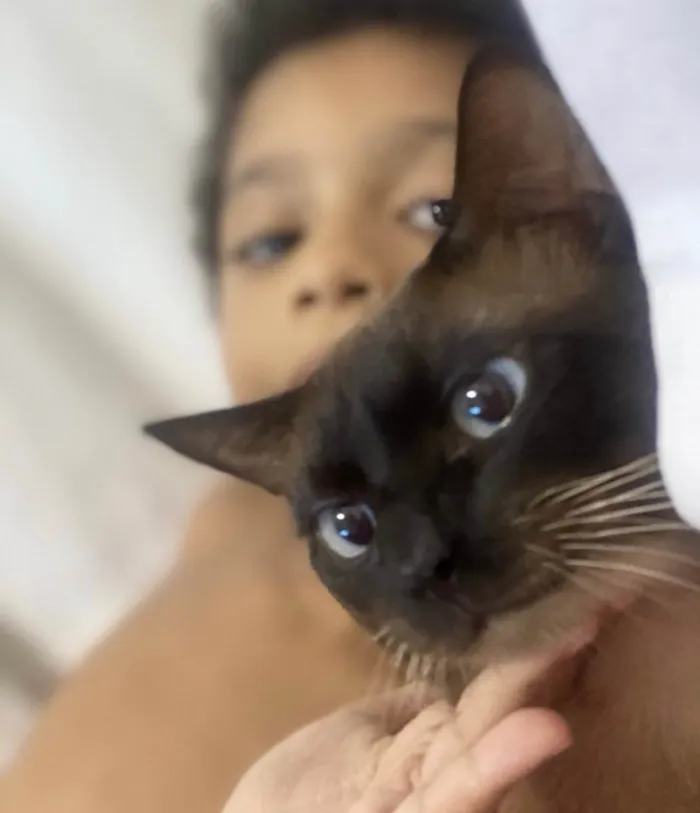 Gato ra a Siamês  idade 2 anos nome Duque 
