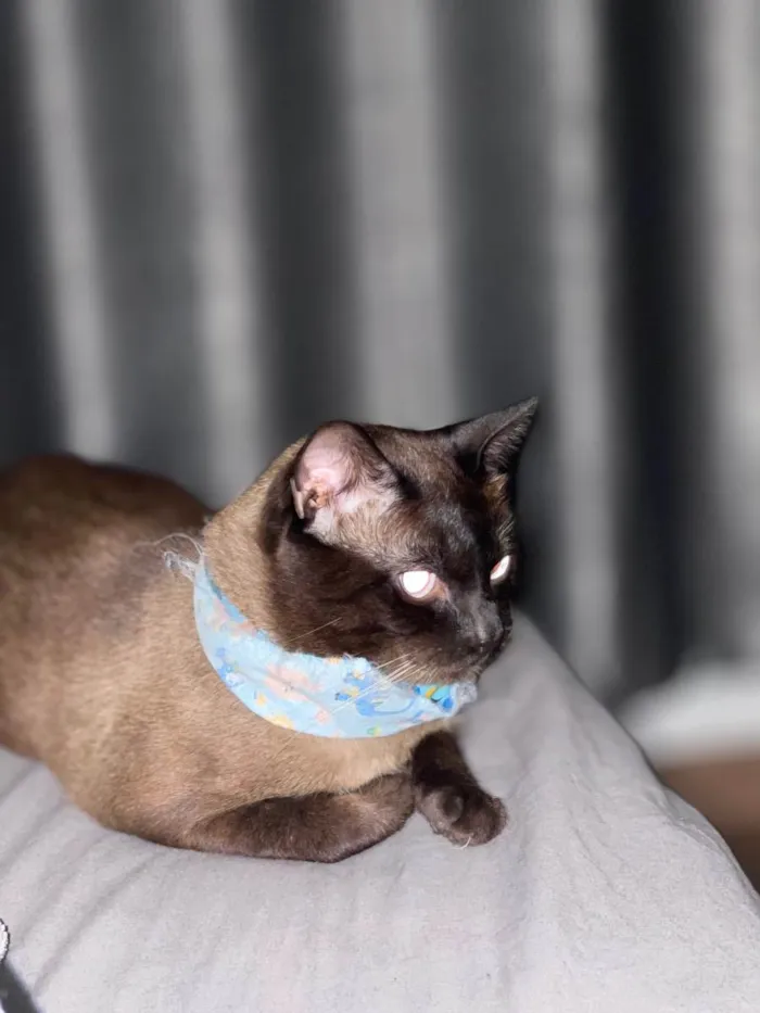 Gato ra a Siamês  idade 2 anos nome Duque 