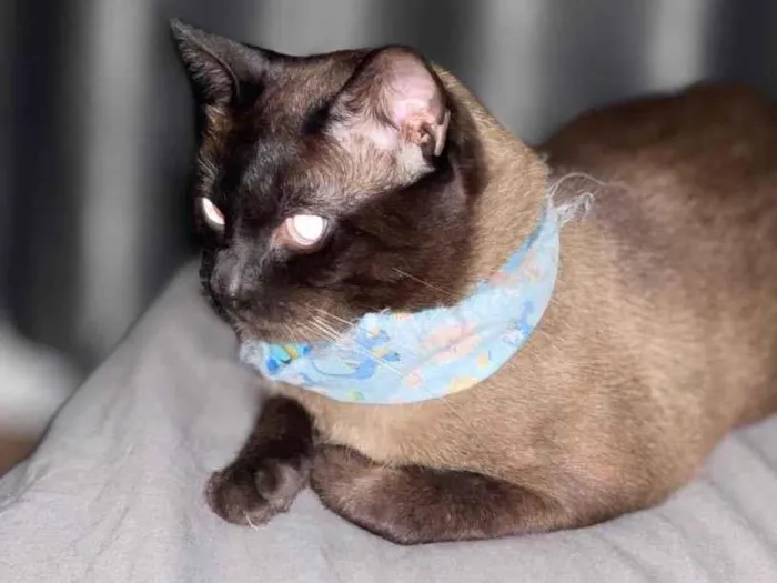 Gato ra a Siamês  idade 2 anos nome Duque 
