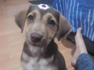 Cachorro raça Vira lata idade 2 a 6 meses nome Kiara