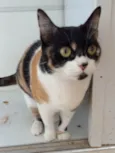 Sara
