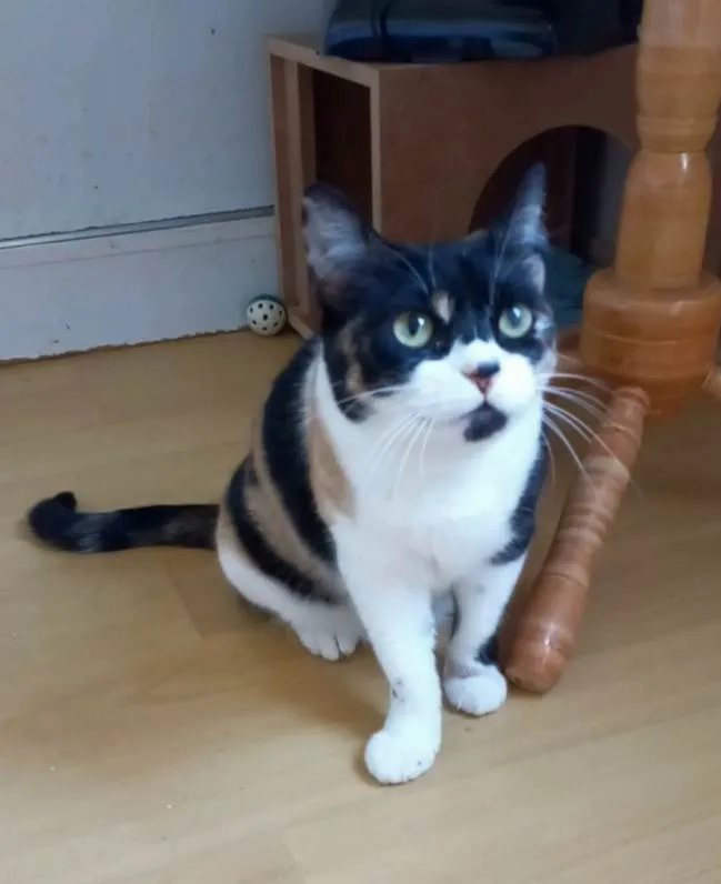 Gato ra a Srd idade 1 ano nome Sara