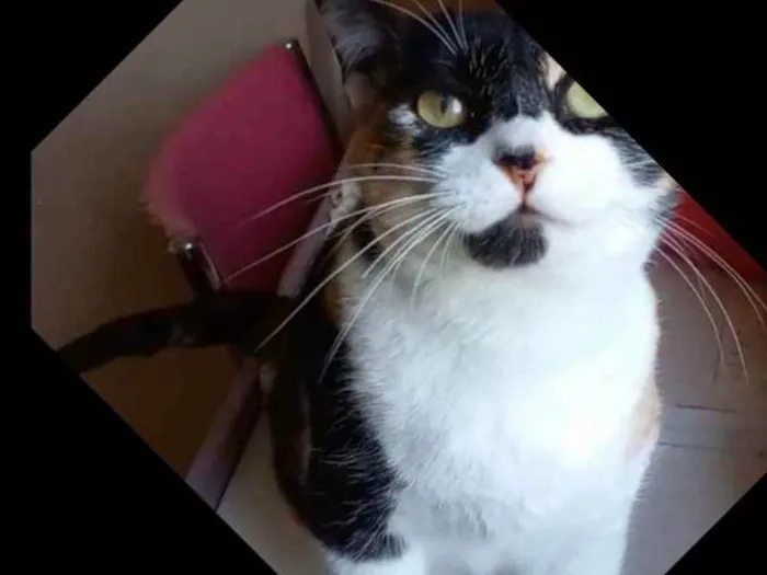 Gato ra a Srd idade 1 ano nome Sara