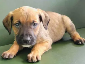 Cachorro raça Srd idade 2 a 6 meses nome LICA