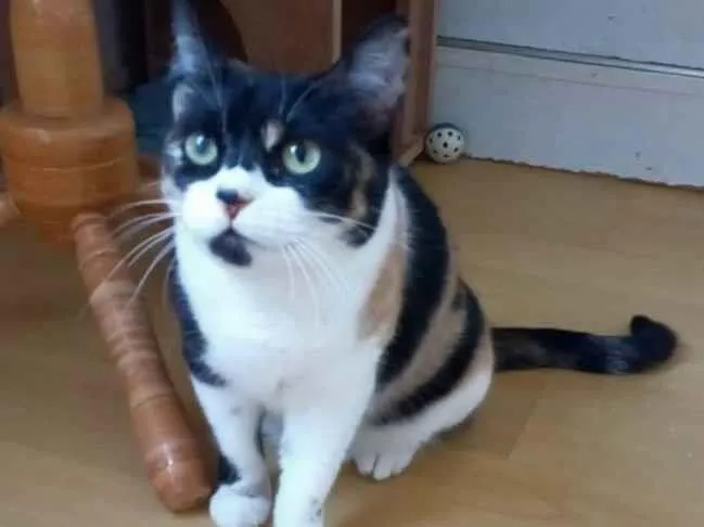 Gato ra a Srd idade 1 ano nome Sara