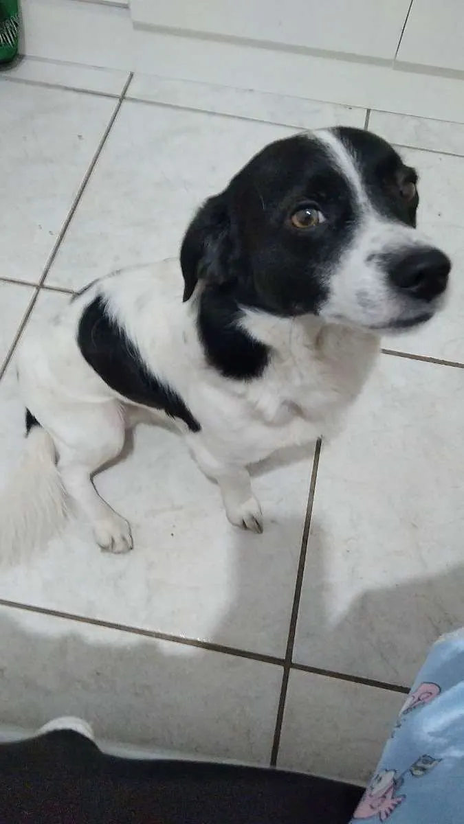 Cachorro ra a Vira lata  idade 4 anos nome Boby