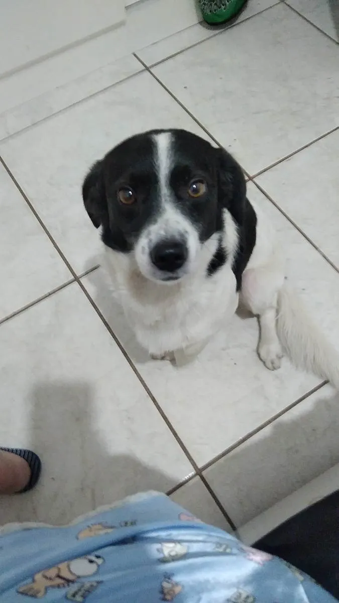 Cachorro ra a Vira lata  idade 4 anos nome Boby