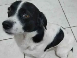 Cachorro raça Vira lata  idade 4 anos nome Boby