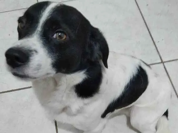 Cachorro ra a Vira lata  idade 4 anos nome Boby