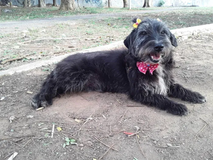 Cachorro ra a SRD idade 2 anos nome Sem Nome 