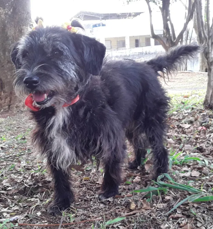 Cachorro ra a SRD idade 2 anos nome Sem Nome 