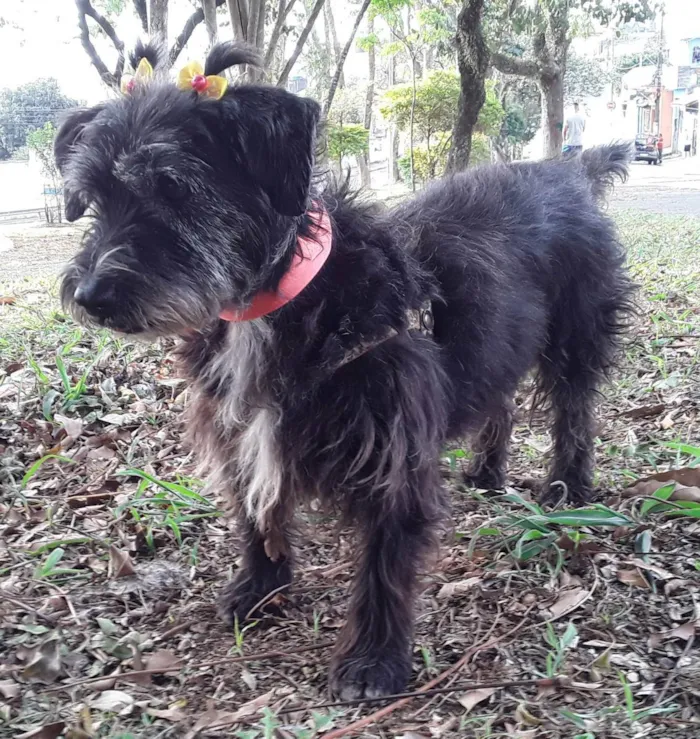 Cachorro ra a SRD idade 2 anos nome Sem Nome 
