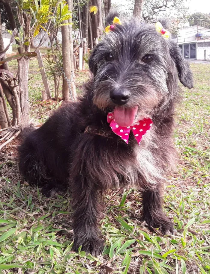 Cachorro ra a SRD idade 2 anos nome Sem Nome 