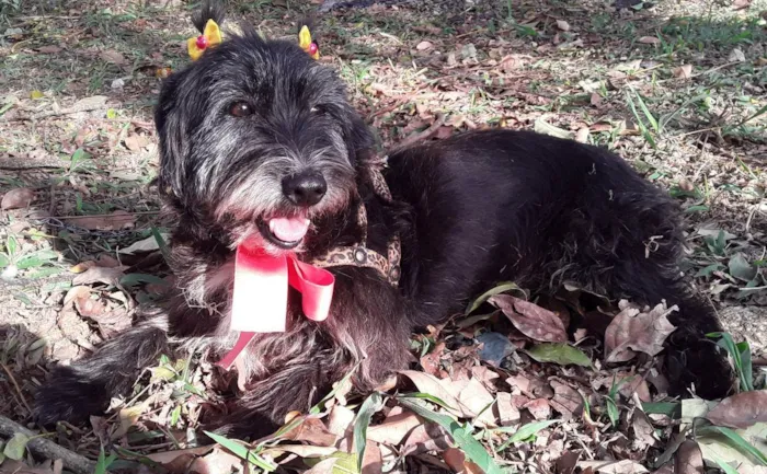 Cachorro ra a SRD idade 2 anos nome Sem Nome 