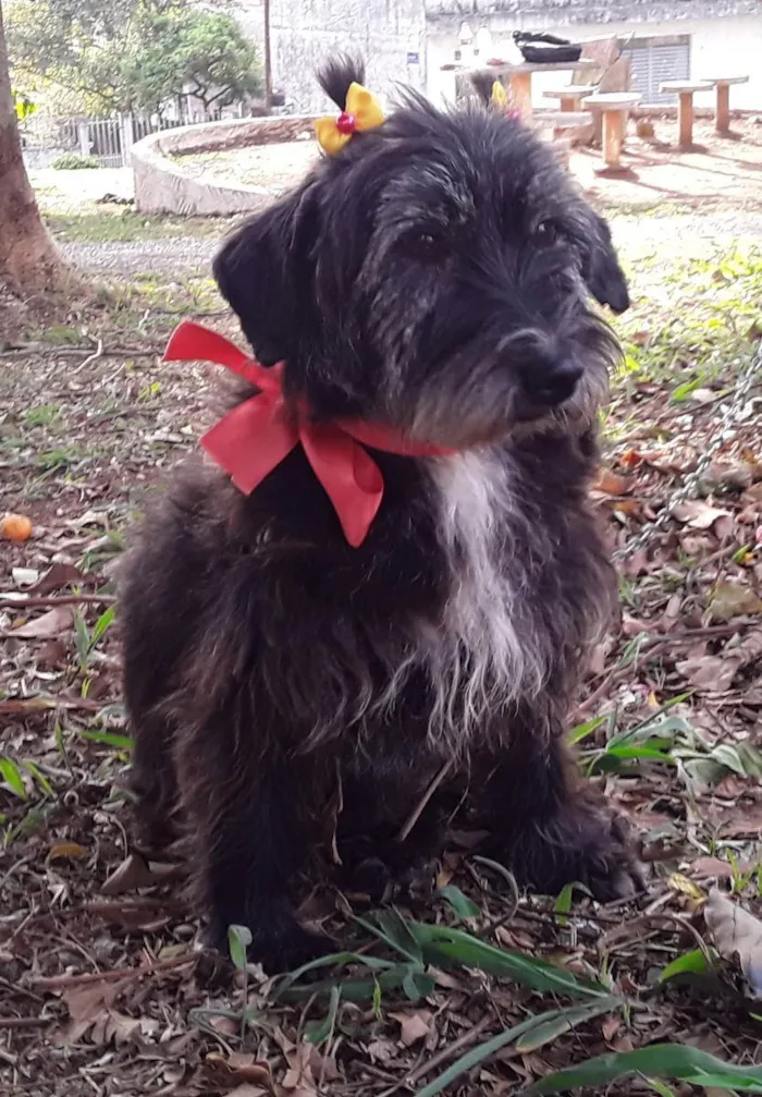 Cachorro ra a SRD idade 2 anos nome Sem Nome 