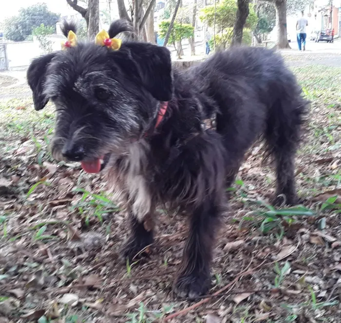 Cachorro ra a SRD idade 2 anos nome Sem Nome 