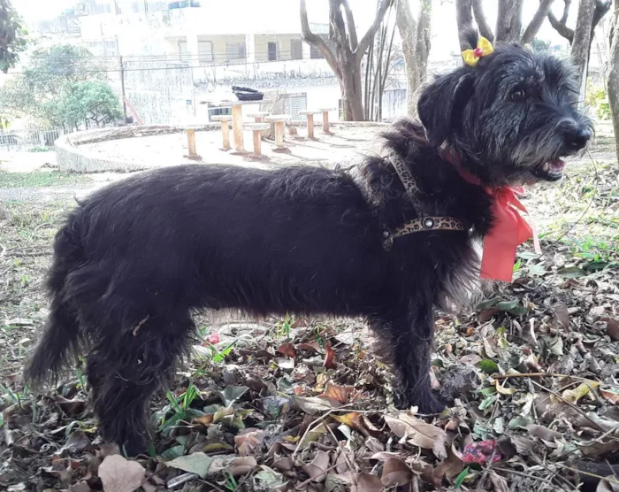 Cachorro ra a SRD idade 2 anos nome Sem Nome 