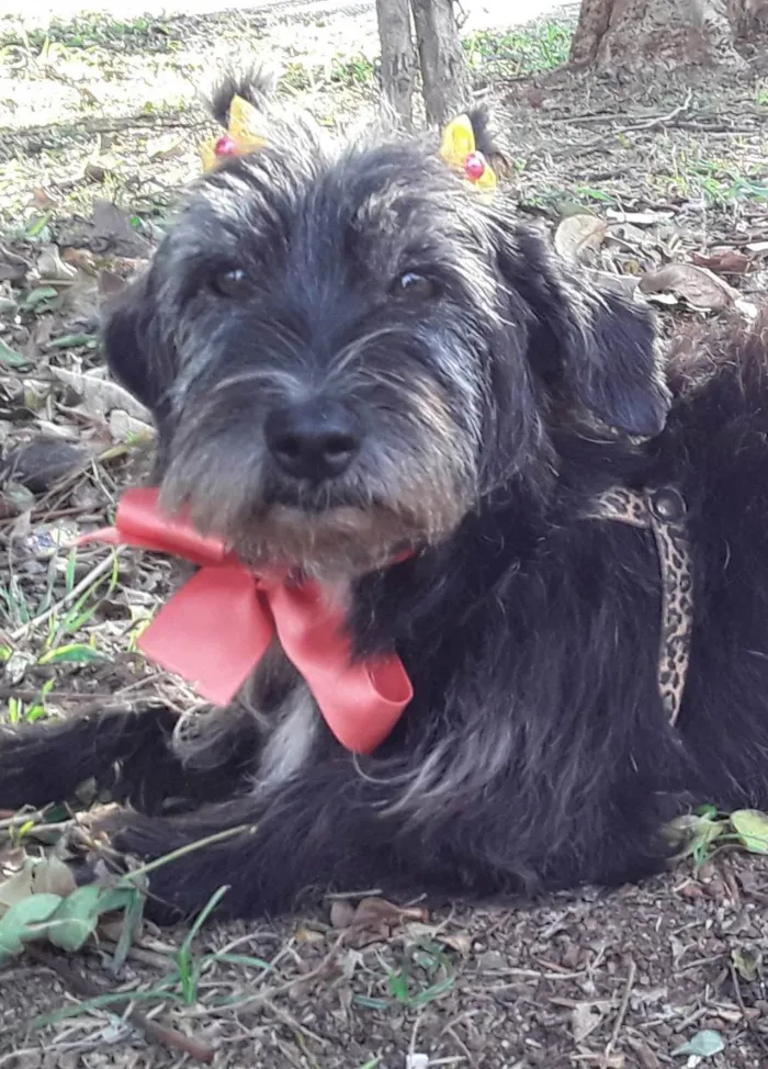 Cachorro ra a SRD idade 2 anos nome Sem Nome 