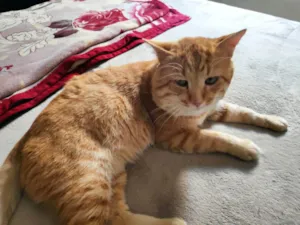 Gato raça Indefinida idade 4 anos nome CHUVISCO