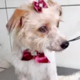 Cachorro raça  idade 2 anos nome Melissa