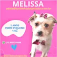 Cachorro raça  idade 2 anos nome Melissa