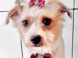 Cachorro raça  idade 2 anos nome Melissa