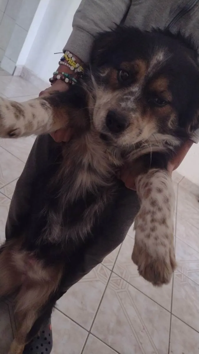 Cachorro ra a Bodycoler com Shitzu  idade 1 ano nome Princesa