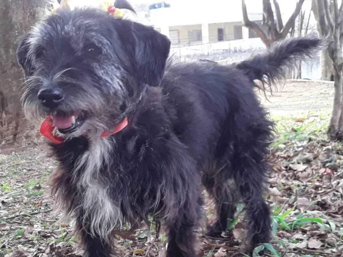 Cachorro ra a SRD idade 2 anos nome Sem Nome 