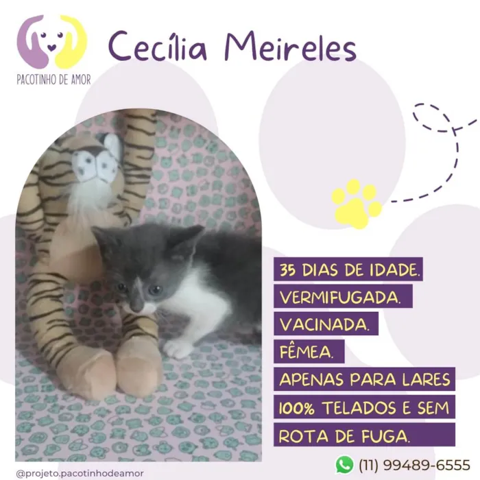 Gato raça Srd idade Abaixo de 2 meses nome Cecília Meireles 