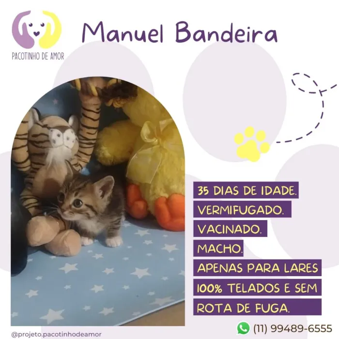 Gato raça Srd idade Abaixo de 2 meses nome Manuel Bandeira