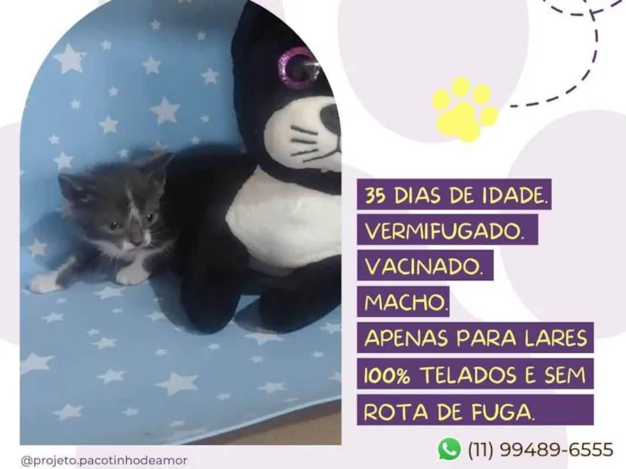 Gato raça Srd idade Abaixo de 2 meses nome Carlos Drummond de A