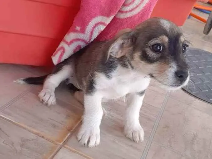 Cachorro ra a Vira Lata idade 7 a 11 meses nome Sem nome ainda