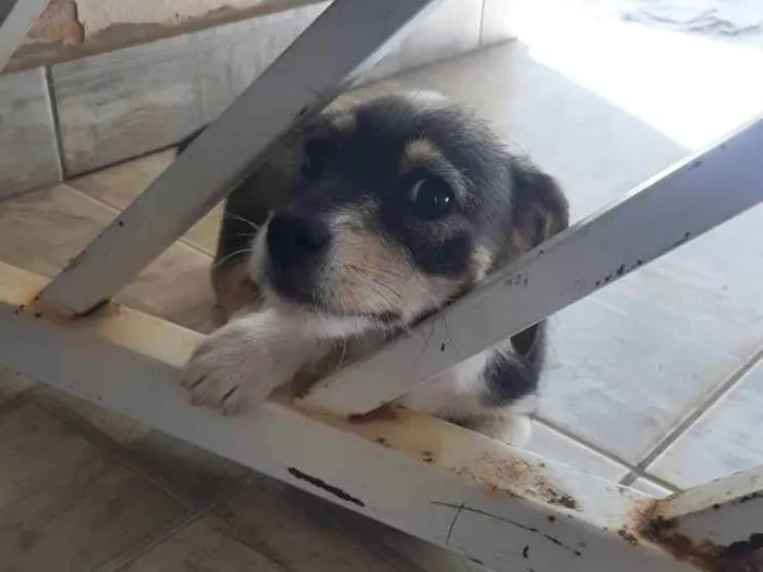 Cachorro ra a Vira Lata idade 7 a 11 meses nome Sem nome ainda