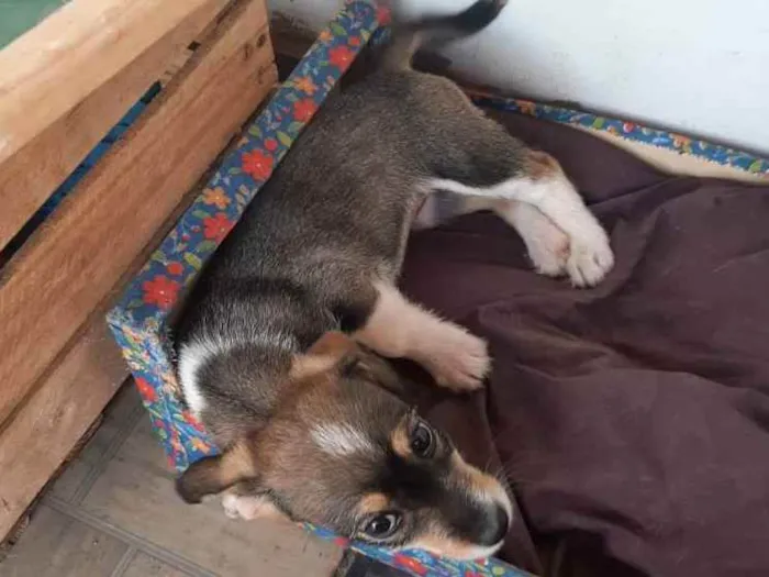 Cachorro ra a Vira Lata idade 7 a 11 meses nome Sem nome ainda