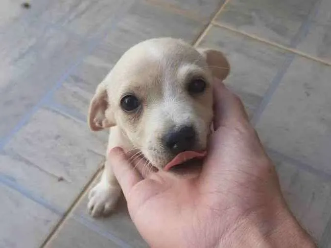 Cachorro ra a Vira Lata idade 7 a 11 meses nome Sem nome ainda