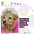 Paçoca 